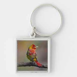 Scarlet Tanager-formning - originalfoto Fyrkantig Silverfärgad Nyckelring