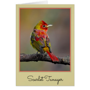 Scarlet Tanager-formning - originalfoto Hälsningskort