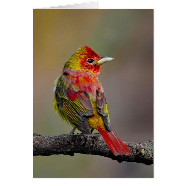 Scarlet Tanager-formning - originalfoto Hälsningskort (Framsidan)