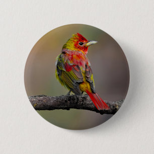 Scarlet Tanager-formning - originalfoto Knapp