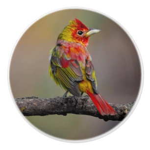 Scarlet Tanager-formning - originalfoto Knopp