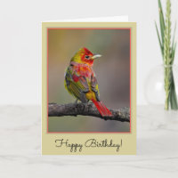 Scarlet Tanager-formning - originalfoto