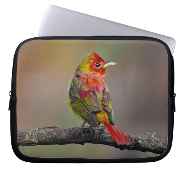 Scarlet Tanager-formning - originalfoto Laptop Fodral (Framsidan)