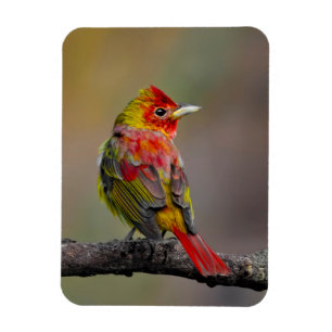Scarlet Tanager-formning - originalfoto Magnet