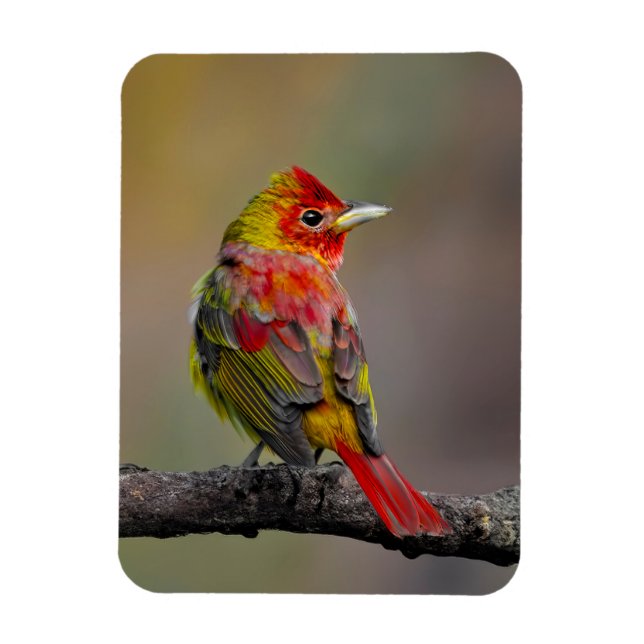 Scarlet Tanager-formning - originalfoto Magnet (Vertikal)