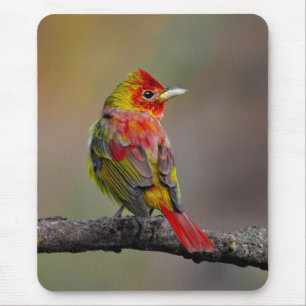 Scarlet Tanager-formning - originalfoto Musmatta