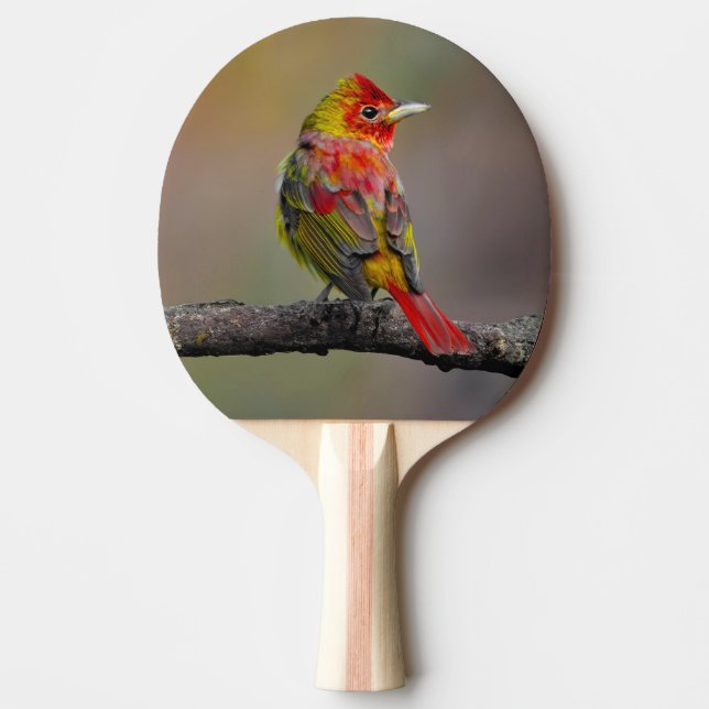 Scarlet Tanager-formning - originalfoto Pingisracket (Framsidan)