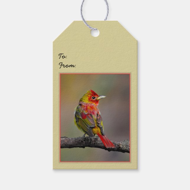 Scarlet Tanager-formning - originalfoto Presentetikett (Framsidan)