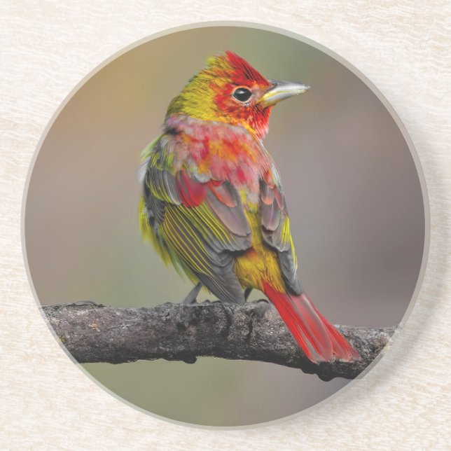 Scarlet Tanager-formning - originalfoto Underlägg (Framsidan)