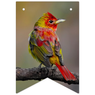 Scarlet Tanager-formning - originalfoto Vimplar