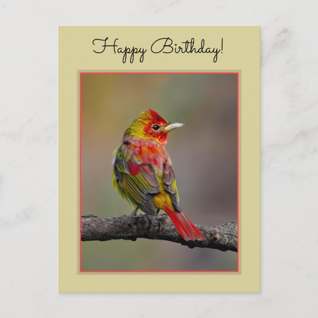 Scarlet Tanager-formning - originalfoto Vykort (Framsida)