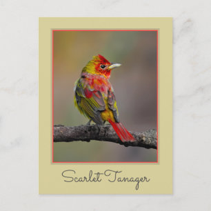 Scarlet Tanager-formning - originalfoto Vykort