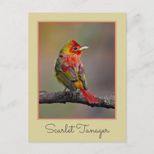 Scarlet Tanager-formning - originalfoto Vykort (Framsida)