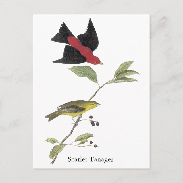 Scarlet Tanager - John James Audubon Vykort (Framsida)