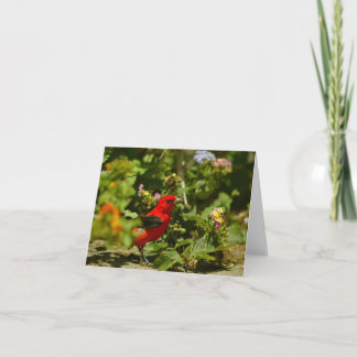 Scarlet Tanager Kort