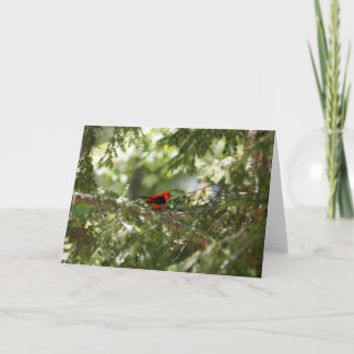 Scarlet Tanager Kort