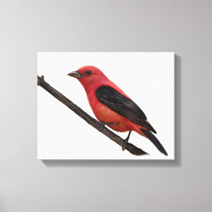 Scarlet Tanager på Gren Canvastryck