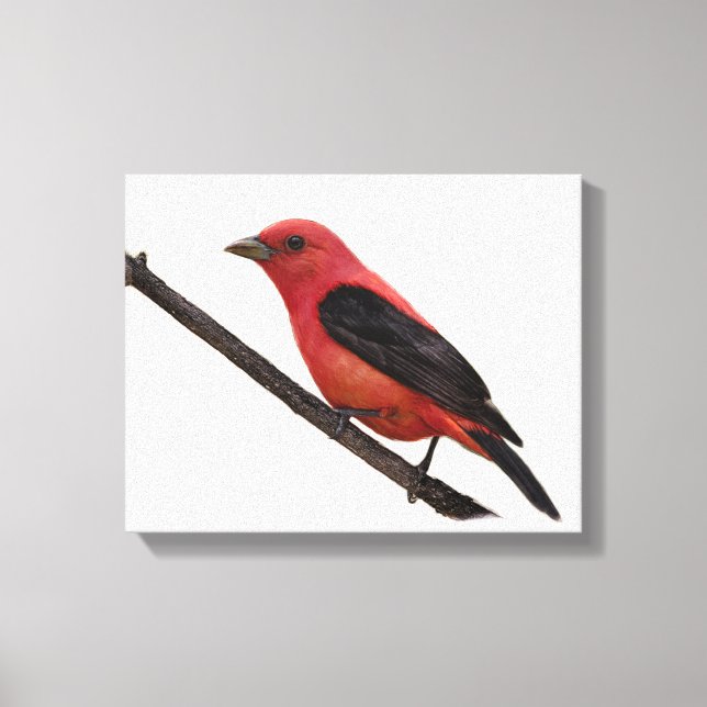 Scarlet Tanager på Gren Canvastryck (Framsida)