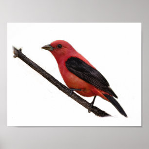Scarlet Tanager på Gren Poster