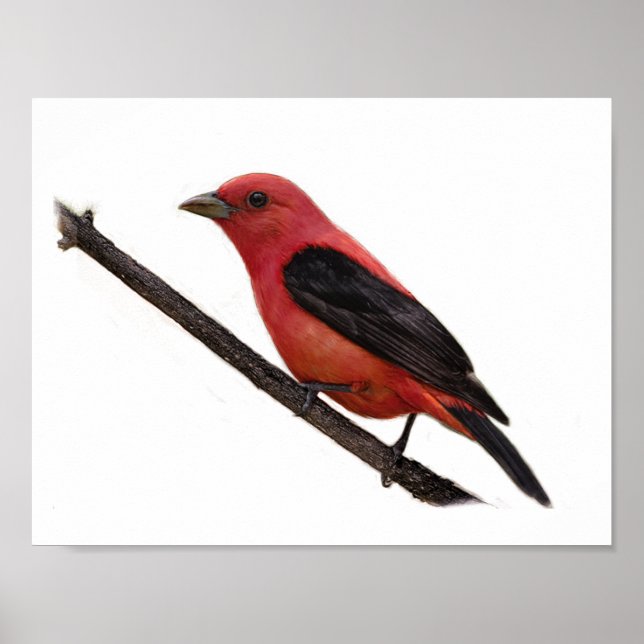 Scarlet Tanager på Gren Poster (Framsidan)
