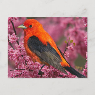 Scarlet Tanager (Piranga olivacea) Vykort