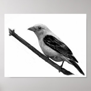 Scarlet Tanager Poster