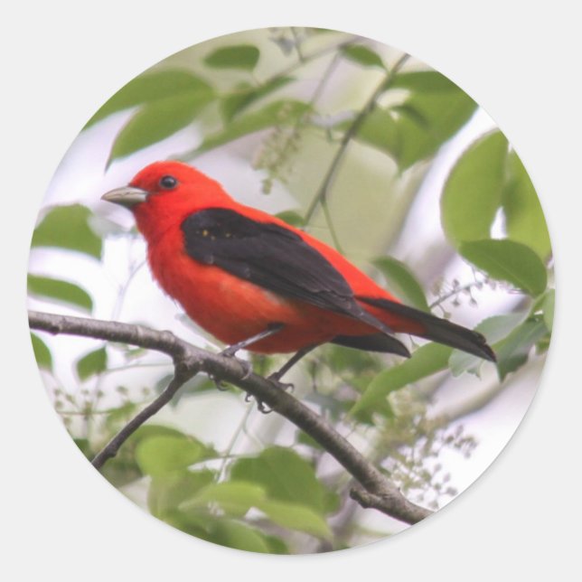 Scarlet Tanager Runt Klistermärke (Framsida)