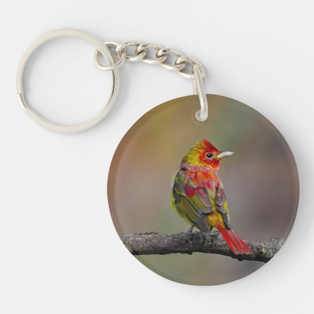 Scarlet Tanager Ryggar - Original Fotografi (Framsidan)
