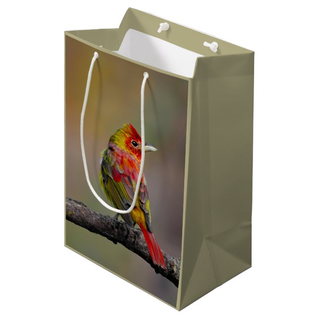 Scarlet Tanager Ryggar - Original Fotografi (Framsidan Vinklad)