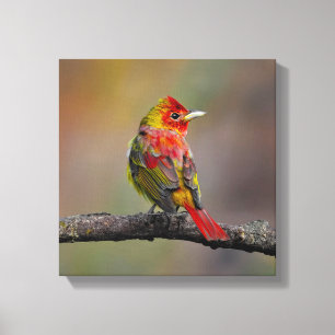 Scarlet Tanager Ryggar - Original Fotografi Canvastryck