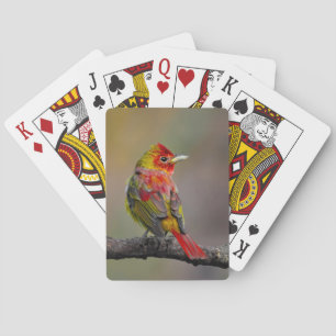 Scarlet Tanager Ryggar - Original Fotografi Casinokort