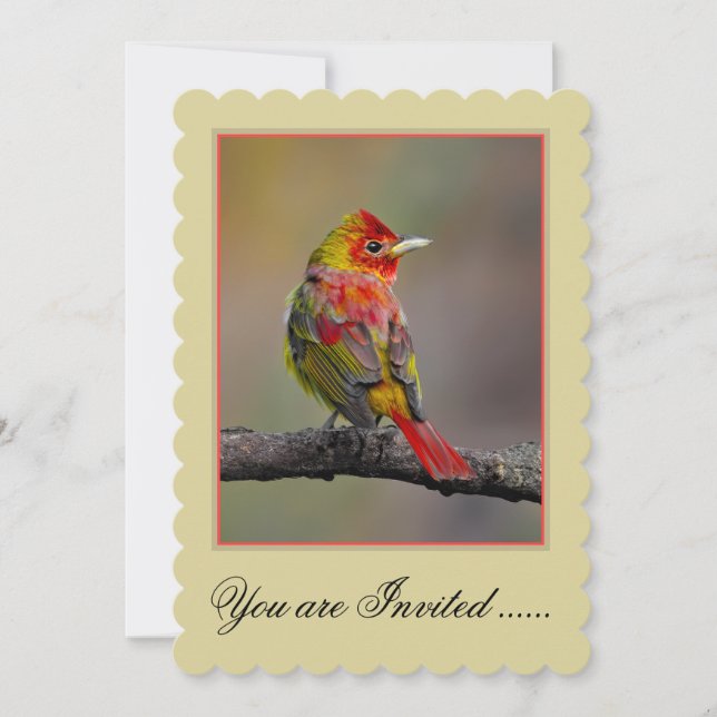 Scarlet Tanager Ryggar - Original Fotografi Inbjudningar (Framsida)