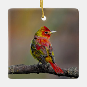 Scarlet Tanager Ryggar - Original Fotografi Julgransprydnad Keramik