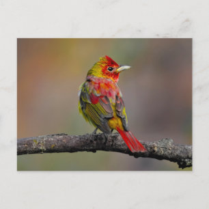 Scarlet Tanager Ryggar - Original Fotografi Vykort