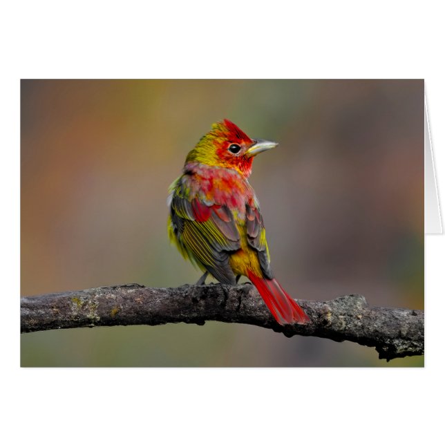 Scarlet Tanager Ryllning - Original Fotografi Hälsningskort (Framsidan Horizontal)