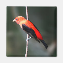 Scarlet Tanager Square Magnet