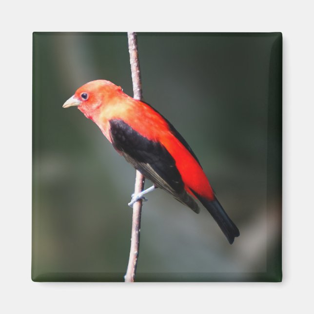 Scarlet Tanager Square Magnet (Framsidan)