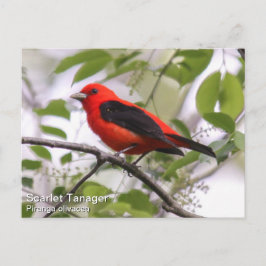 Scarlet Tanager Vykort