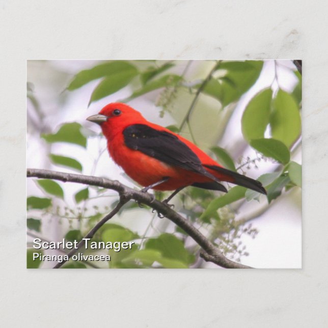 Scarlet Tanager Vykort (Framsida)