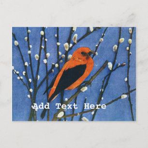 Scarlet Tanager Vykort