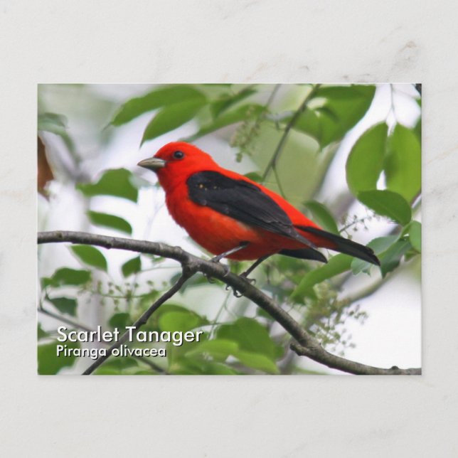 Scarlet Tanager vykort (Framsida)