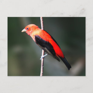 Scarlet Tanager vykort