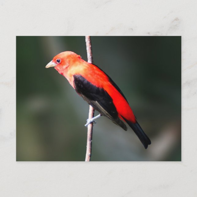 Scarlet Tanager vykort (Framsida)