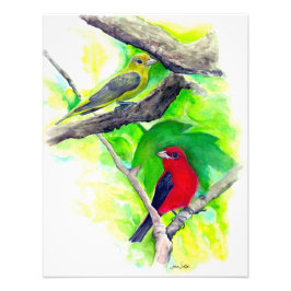 Scarlet Tanagers Birds Watercolor Painting Fototryck
