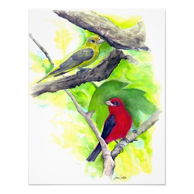 Scarlet Tanagers Birds Watercolor Painting Fototryck (Framsidan)