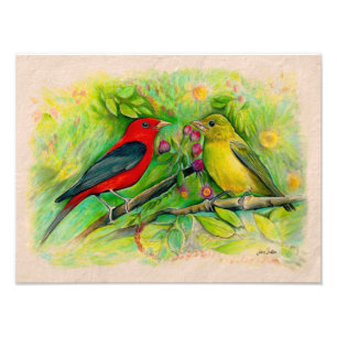 Scarlet Tanagers Watercolor Färgpenna Teckning Fototryck