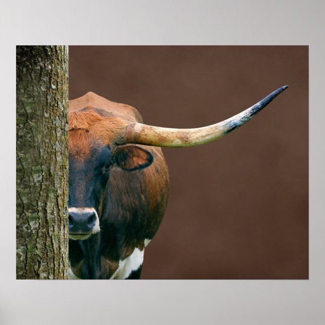 Scarlet - Texas Longhorn Cow Poster (Framsidan)