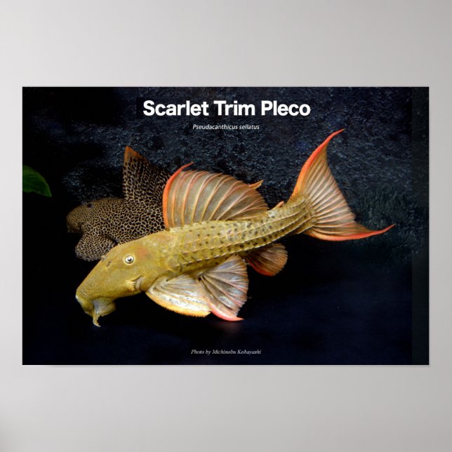 Scarlet Trim Pleco の ポ ス タ ー Poster (Framsidan)