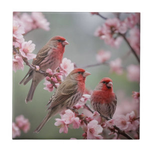"Scarlet Trio: Red Finches between Rosa Blommars" Kakelplatta