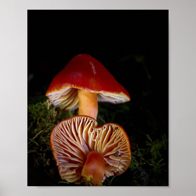 Scarlet Waxcap Fina Konsttryck Poster (Framsidan)